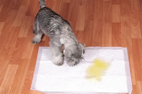 How Long Can Dogs Hold Their Pee? Secrets Revealed!